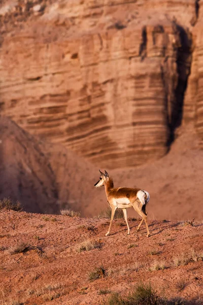 Antelope Desert Morning Sunrise Utah United States America — 图库照片