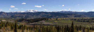Green Trees and Mountains in American Landscape. Spring Season. Wyoming, United States. Nature Background Panorama