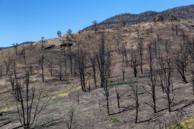 Burnt Trees on the side of a Mountain along the Road. Summer Season. Nevada, United States. Nature Background.