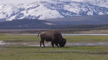 Bison eating grass in American Landscape. Yellowstone National Park. United States. Nature Background. Slow Motion