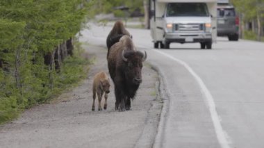 Bison with Calf walking by the road in American Landscape. Yellowstone National Park. United States. Nature Background. Slow Motion