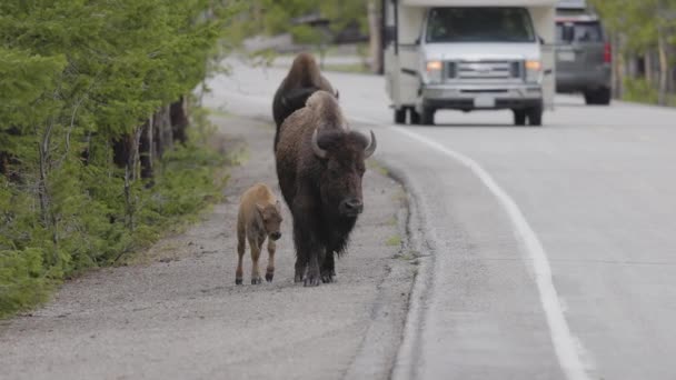 Bison Calf Περπάτημα Από Δρόμο Στο Αμερικανικό Τοπίο Εθνικό Πάρκο — Αρχείο Βίντεο