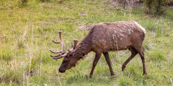 Elk eating grass near Forest in American Landscape. Yellowstone National Park. United States. Nature Background.