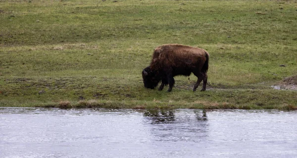 Bison River Eating Grass American Landscape Yellowstone National Park United — Photo