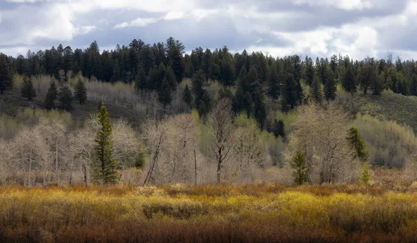 Árvores Terras Montanhas Paisagem Americana Temporada Primavera Grand Teton National — Fotografia de Stock