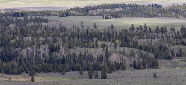 Trees Land Mountains American Landscape Spring Season Grand Teton National — Stock Photo, Image