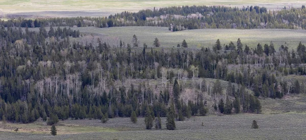 Trees, Land and Mountains in American Landscape. Spring Season. Grand Teton National Park. Wyoming, United States. Nature Background.