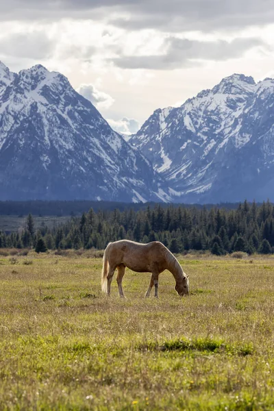 Wild Horse Green Grass Field American Mountain Landscape Background Grand — Stok fotoğraf