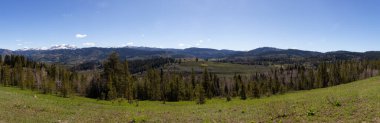 Green Trees and Mountains in American Landscape. Spring Season. Wyoming, United States. Nature Background Panorama