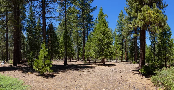 Panoramic View Pine Tree Forest Pine Needles Pine Cones Bushes — Foto de Stock