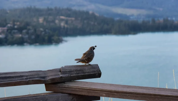 Black White Bird Sitting Wooden Fence Lake Vernon Okanagan Canada — Zdjęcie stockowe