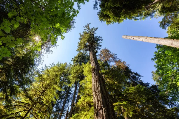 Lush Green Rain Forest in Pacific Northwest. MacMillan Provincial Park, Vancouver Island, BC, Canada. Nature Background