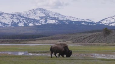 Bison eating grass in American Landscape. Yellowstone National Park. United States. Nature Background. Slow Motion