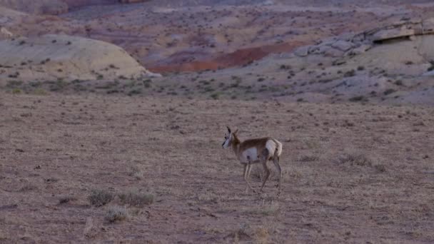 Antelope Desert Morning Sunrise Utah United States America Slow Motion — Stock video
