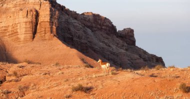 Antelope in the desert during morning sunrise. Utah, United States of America.