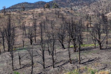Burnt Trees on the side of a Mountain along the Road. Summer Season. Nevada, United States. Nature Background.