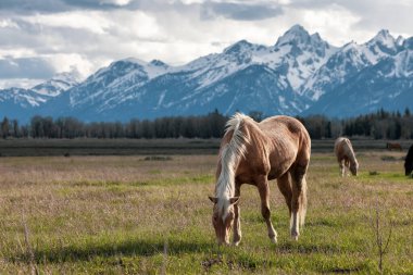 Wild Horse on a green grass field with American Mountain Landscape in Background. Grand Teton National Park, Wyoming, United States of America.