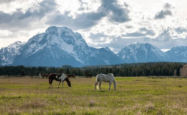 Wild Horse on a green grass field with American Mountain Landscape in Background. Grand Teton National Park, Wyoming, United States of America.