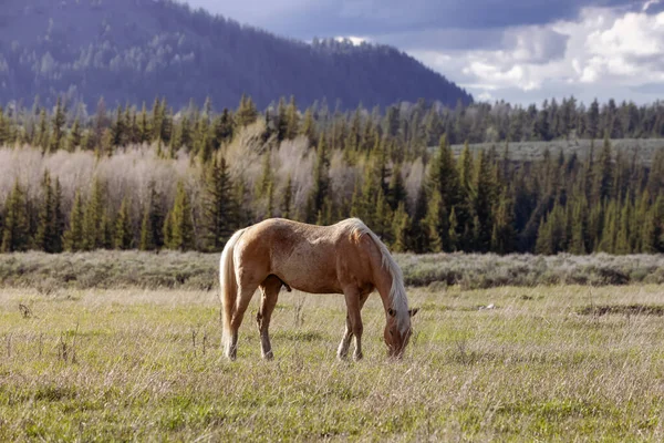 Wild Horse on a green grass field with American Mountain Landscape in Background. Grand Teton National Park, Wyoming, United States of America.