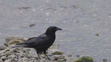 Black Crows by the river during a sunny day. Taken in Port Moody, Vancouver, British Columbia, Canada.