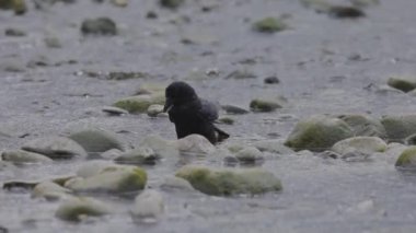 Black Crows by the river during a sunny day. Taken in Port Moody, Vancouver, British Columbia, Canada.