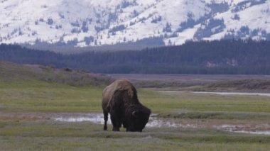 Bison eating grass in American Landscape. Yellowstone National Park. United States. Nature Background. Slow Motion