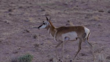 Antelope in the desert during morning sunrise. Utah, United States of America. Slow Motion