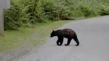 Black Bear in a city park. Spring Season. Minnekhada Regional Park, Coquitlam, Vancouver, British Columbia, Canada.