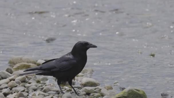 Black Crows River Sunny Day Taken Port Moody Vancouver British — Stok video