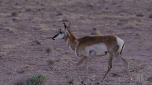 Antelope Desert Morning Sunrise Utah United States America Slow Motion — Stockvideo