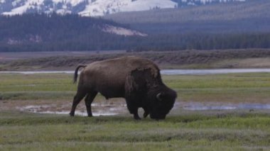 Bison eating grass in American Landscape. Yellowstone National Park. United States. Nature Background. Slow Motion