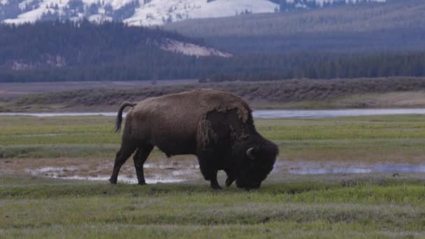 Bison Eating Grass American Landscape Yellowstone National Park United States — Vídeo de Stock