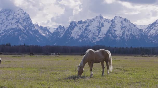 Άγρια Άλογο Ένα Πράσινο Γρασίδι Τομέα Αμερικανικό Τοπίο Στο Βουνό — Αρχείο Βίντεο