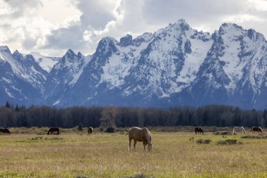 Wild Horse on a green grass field with American Mountain Landscape in Background. Grand Teton National Park, Wyoming, United States of America.