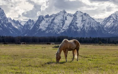 Wild Horse on a green grass field with American Mountain Landscape in Background. Grand Teton National Park, Wyoming, United States of America.