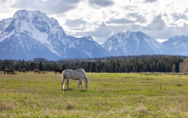 Wild Horse on a green grass field with American Mountain Landscape in Background. Grand Teton National Park, Wyoming, United States of America.