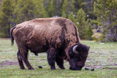 Bison with birds by the river eating grass in American Landscape. Yellowstone National Park. United States. Nature Background.