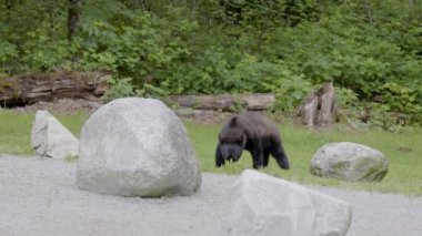 Black Bear in a city park. Spring Season. Minnekhada Regional Park, Coquitlam, Vancouver, British Columbia, Canada.