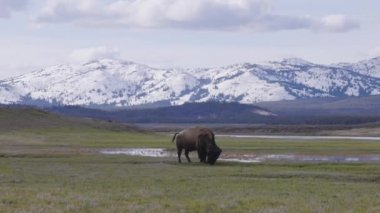 Bison eating grass in American Landscape. Yellowstone National Park. United States. Nature Background. Slow Motion