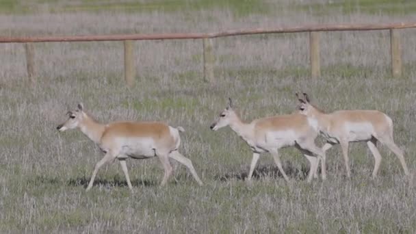 Antelope Green Grass Field Sunny Day Grand Teton National Park — Vídeo de Stock