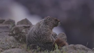 Marmot in American Nature Landscape during cloudy day. Palouse Falls State Park, Washington, United States of America. Slow Motion. Scratching