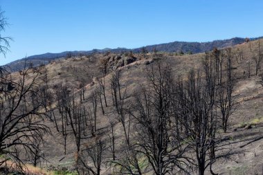 Burnt Trees on the side of a Mountain along the Road. Summer Season. Nevada, United States. Nature Background.