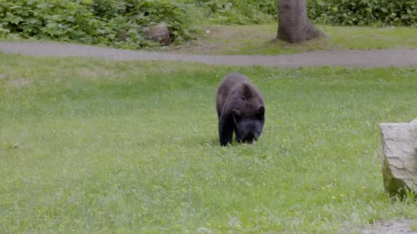 Черный Медведь Городском Парке Весенний Сезон Minnekhada Regional Park Coquitlam — стоковое видео