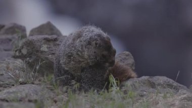 Marmot in American Nature Landscape during cloudy day. Palouse Falls State Park, Washington, United States of America. Slow Motion