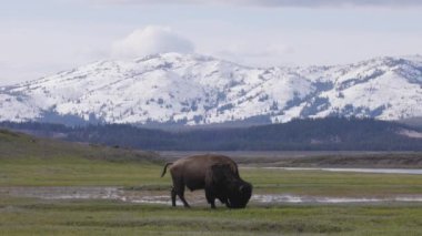 Bison eating grass in American Landscape. Yellowstone National Park. United States. Nature Background. Slow Motion