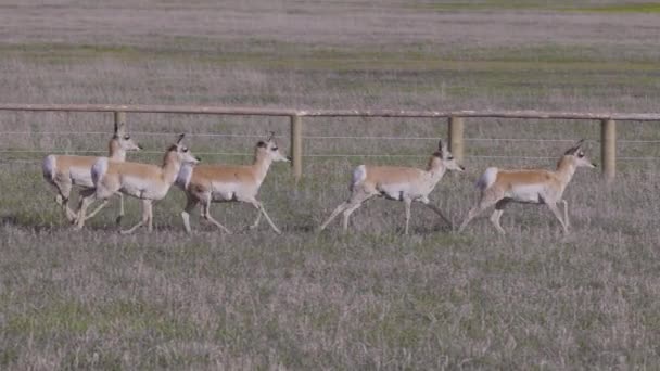 Antelope Green Grass Field Sunny Day Grand Teton National Park — Stockvideo