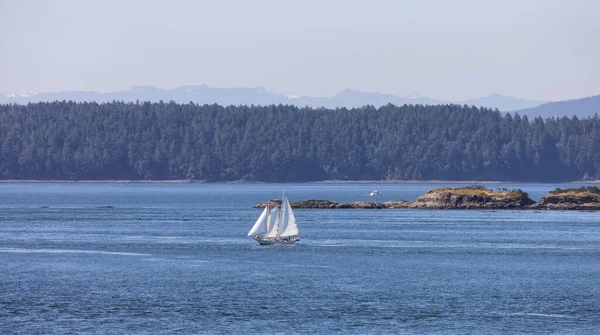 Sailboat in Canadian Landscape by the ocean and mountains. Summer Season. Gulf Islands near Vancouver Island, British Columbia, Canada. Canadian Landscape.