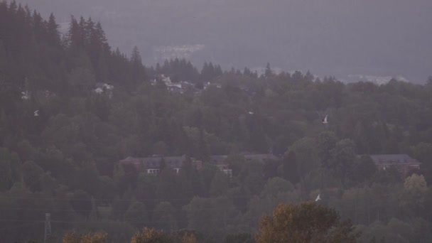 Birds Flying Homes Suburban Neighborhood Background Sunset Greater Vancouver British — Video