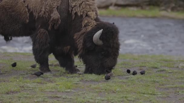 Bison Birds River Eating Grass American Landscape Yellowstone National Park — Stock video
