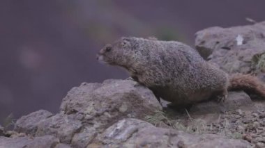 Marmot in American Nature Landscape during cloudy day. Palouse Falls State Park, Washington, United States of America. Slow Motion